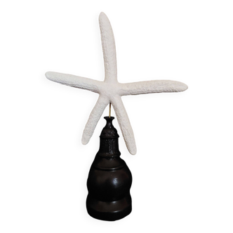 Cabinet of Curiosities white starfish linckia laevigata on base