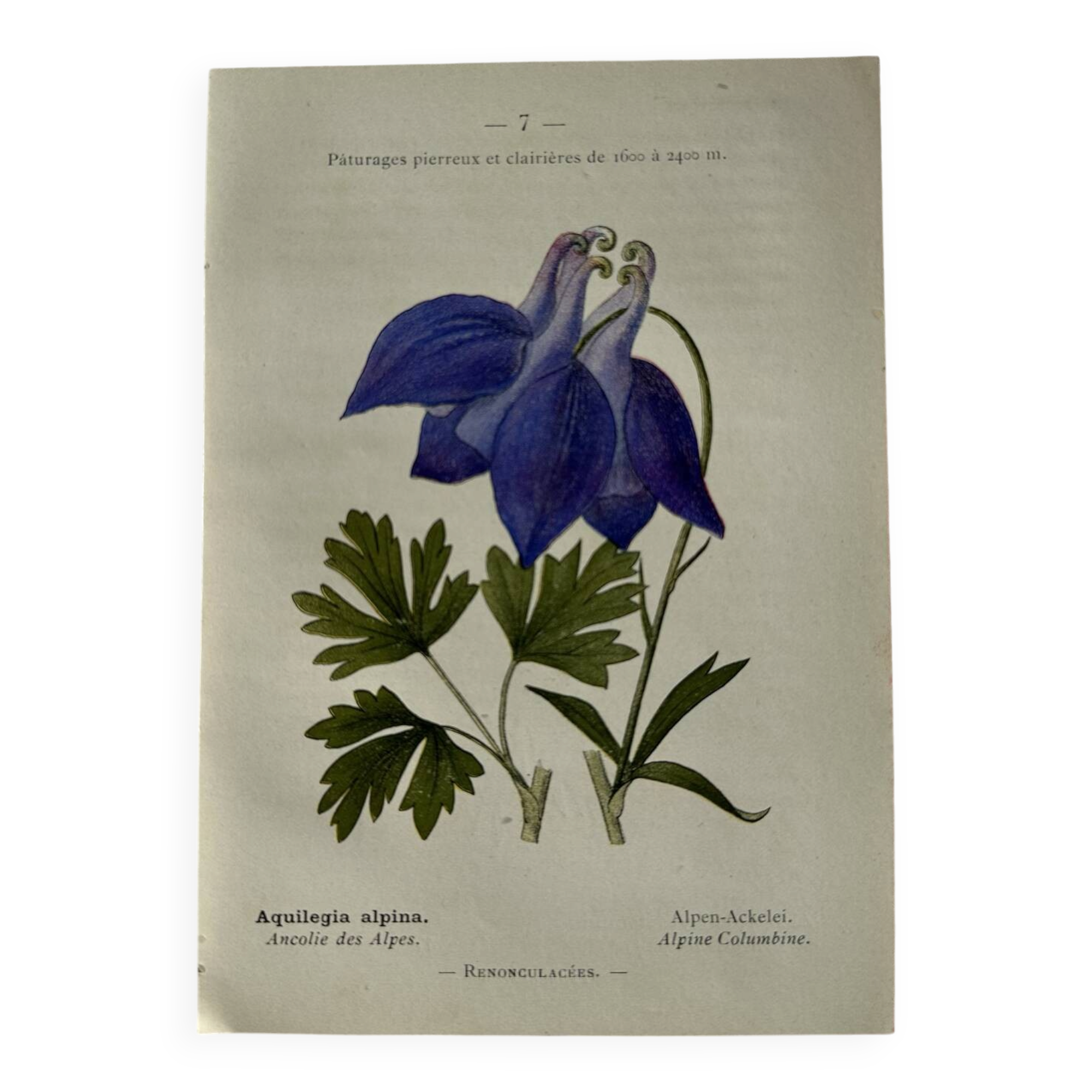 Naturalist Plate – 19th Century Botanical Engraving, Double-Sided