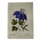 Naturalist Plate – 19th Century Botanical Engraving, Double-Sided