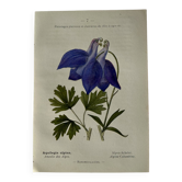 Naturalist Plate – 19th Century Botanical Engraving, Double-Sided