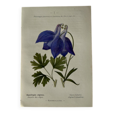 Naturalist Plate – 19th Century Botanical Engraving, Double-Sided