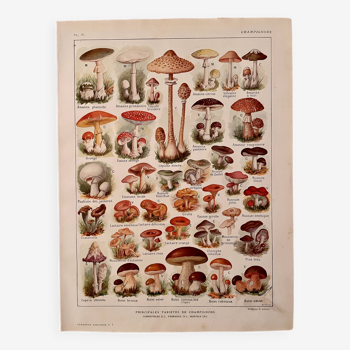 Lithographie sur les champignons - 1920