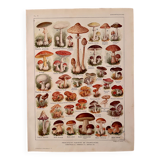 Lithograph on mushrooms - 1920