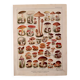 Lithographie sur les champignons - 1920