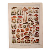 Lithographie sur les champignons - 1920