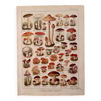Lithograph on mushrooms - 1920