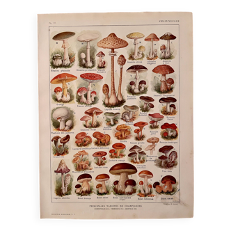 Lithographie sur les champignons - 1920