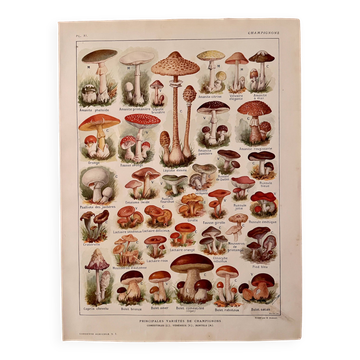 Lithograph on mushrooms - 1920