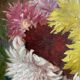 Ancient painting, dead nature with dahlias, signed, dated, late 19th century
