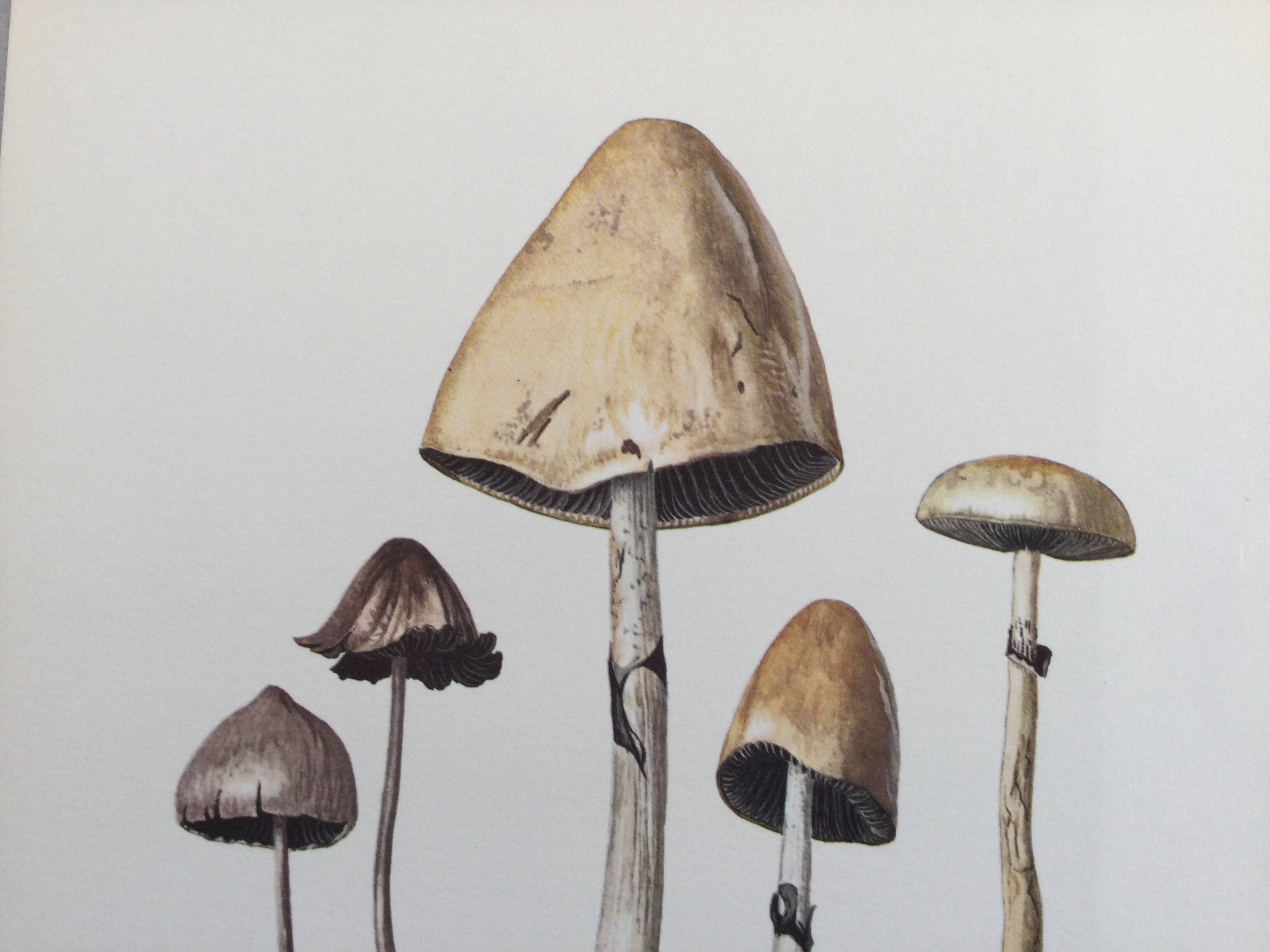 Illustration botanique Champignons  Anellaria Impression Vintage des années 60