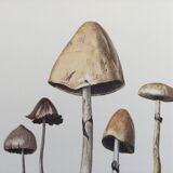 Illustration botanique Champignons  Anellaria Impression Vintage des années 60