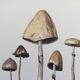 Botanical Illustration Mushrooms Anellaria Vintage Print 60s