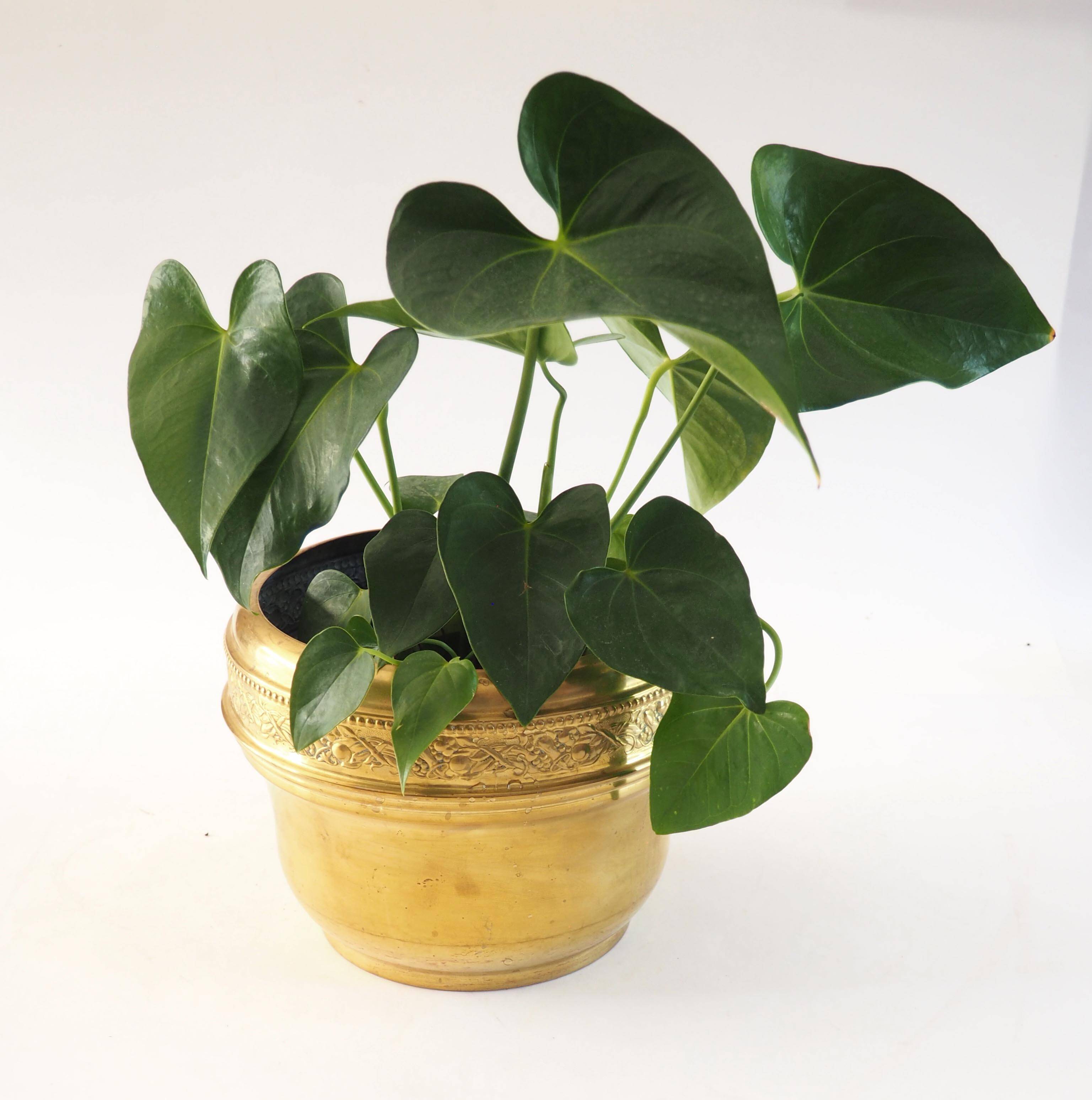 Golden brass flowerpot