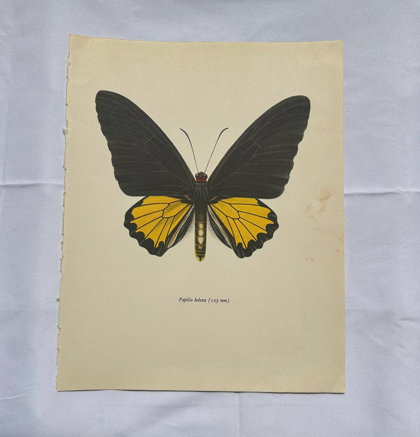 Antique butterfly engraving vintage botanical plate naturalist etching