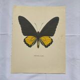 Antique butterfly engraving vintage botanical plate naturalist etching