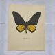 Old butterfly engraving vintage botanical plate etching naturalist