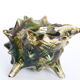 Kitsch ashtray, ceramics, shell shape, 50s