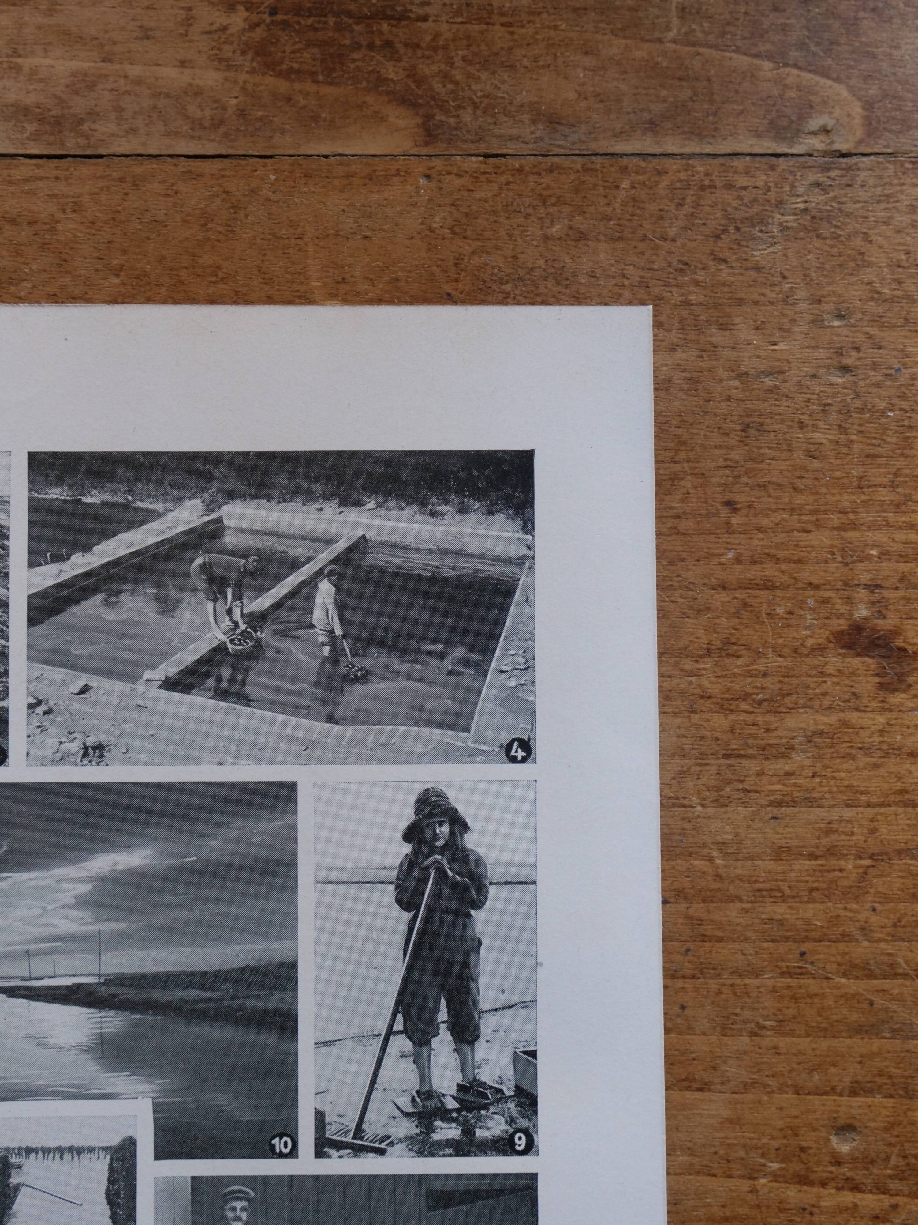 Original lithograph on mollusks