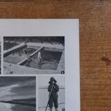 Lithographie originale sur les mollusques