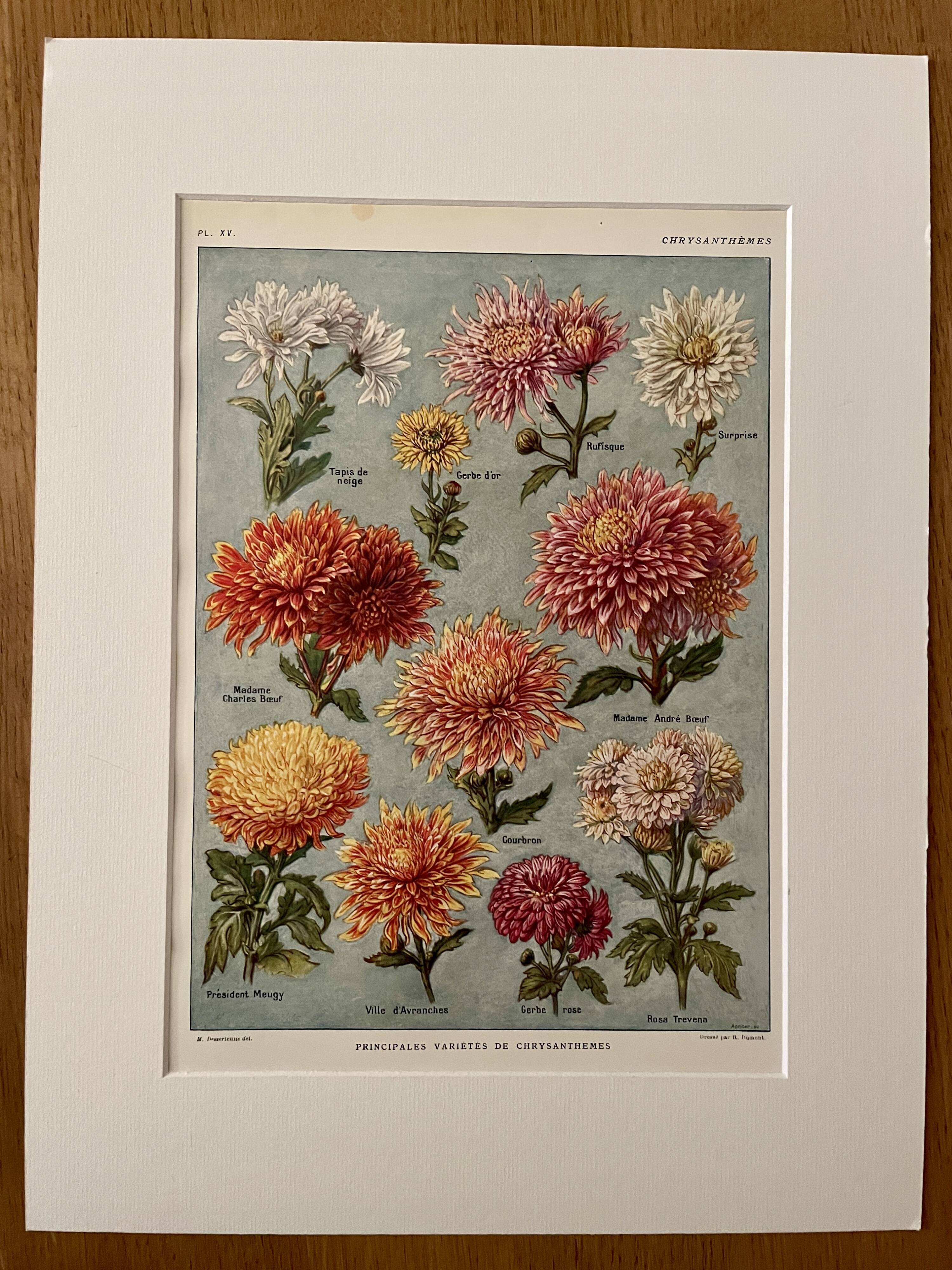 Lithograph on chrysanthemum flowers - 1920