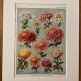 Lithograph on chrysanthemum flowers - 1920