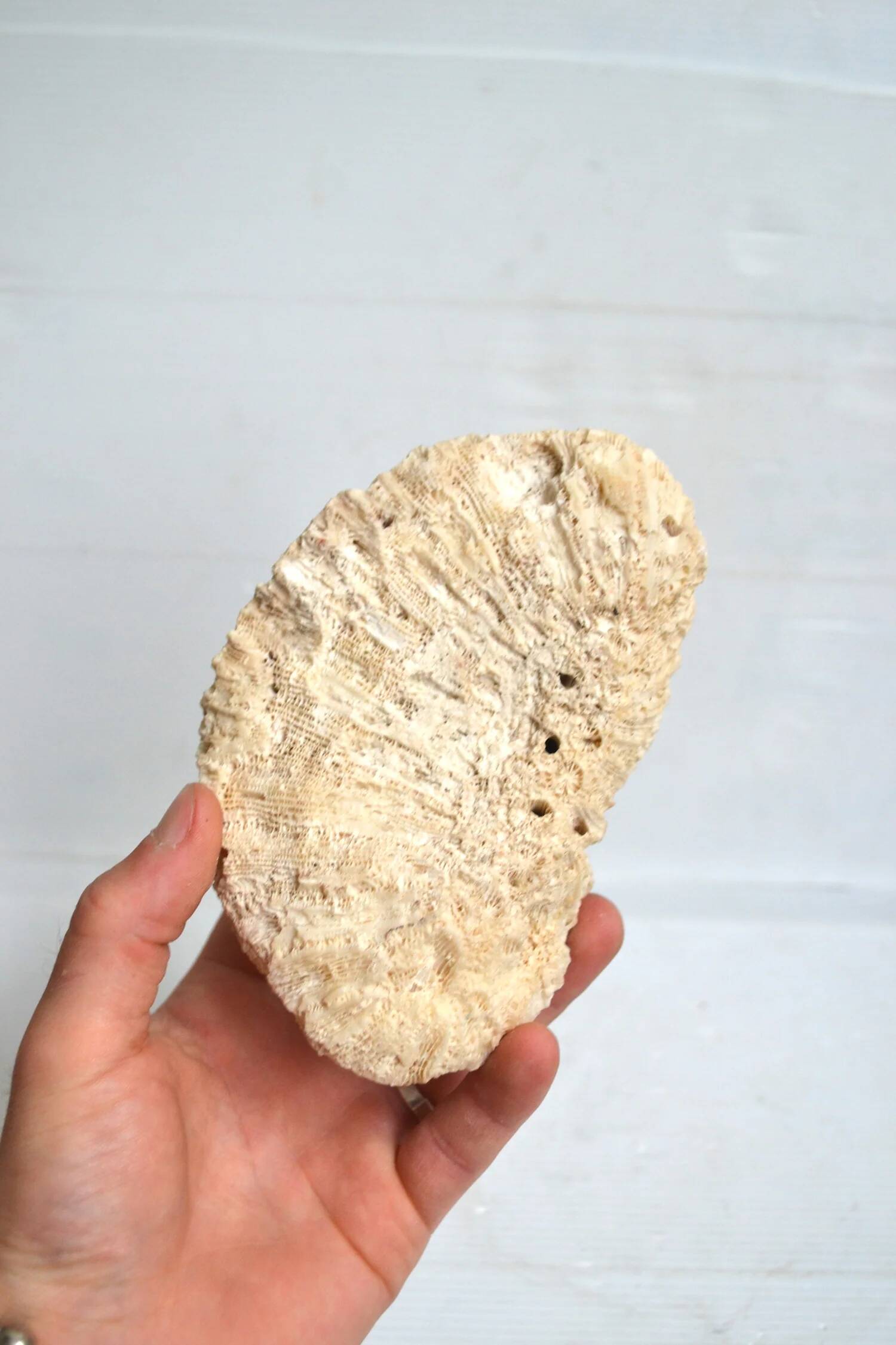 White coral