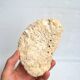 White coral