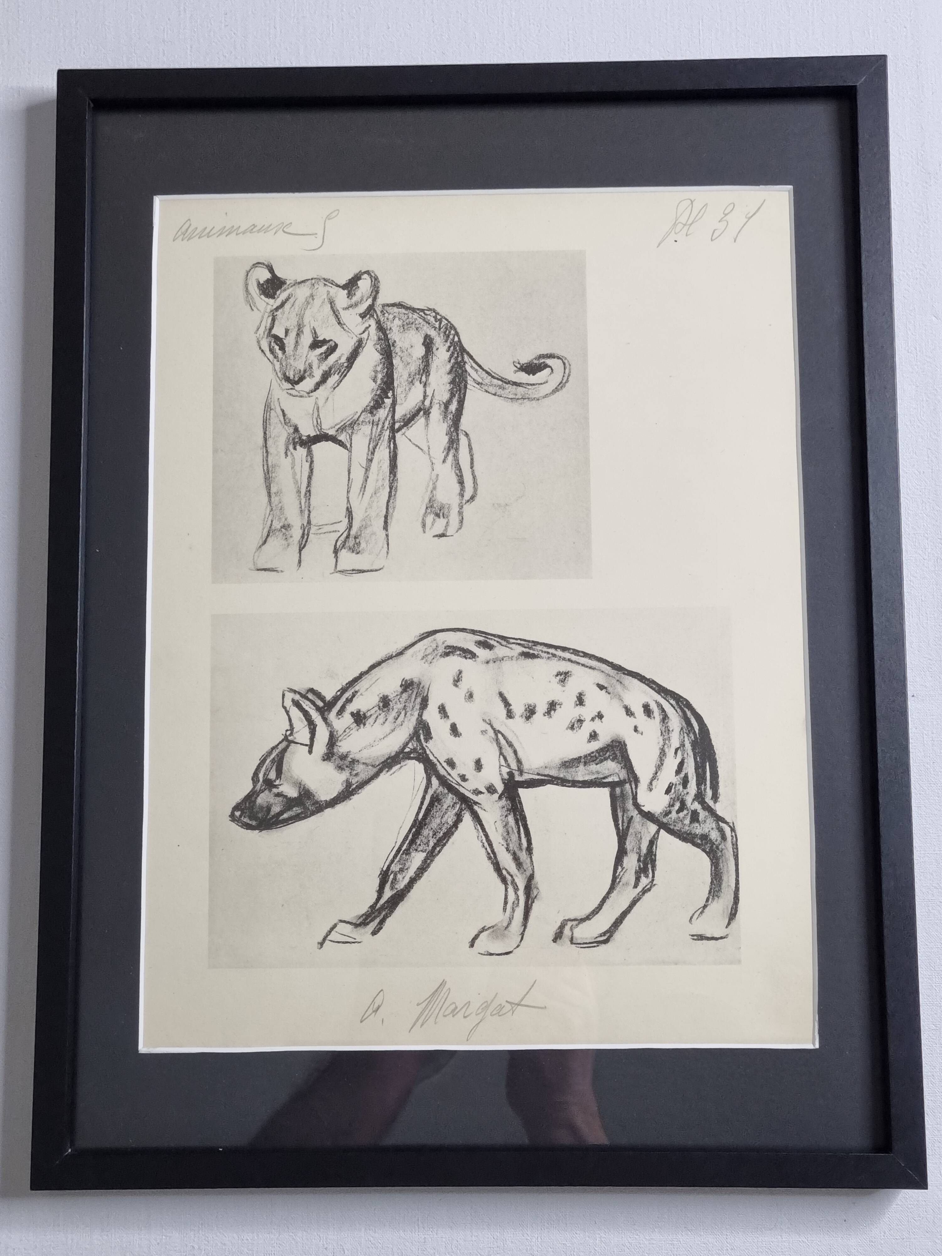 Illustrated plate, Studies of a lion cub and a hyena, Signed A. Margat, 1930