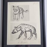 Illustrated plate, Studies of a lion cub and a hyena, Signed A. Margat, 1930