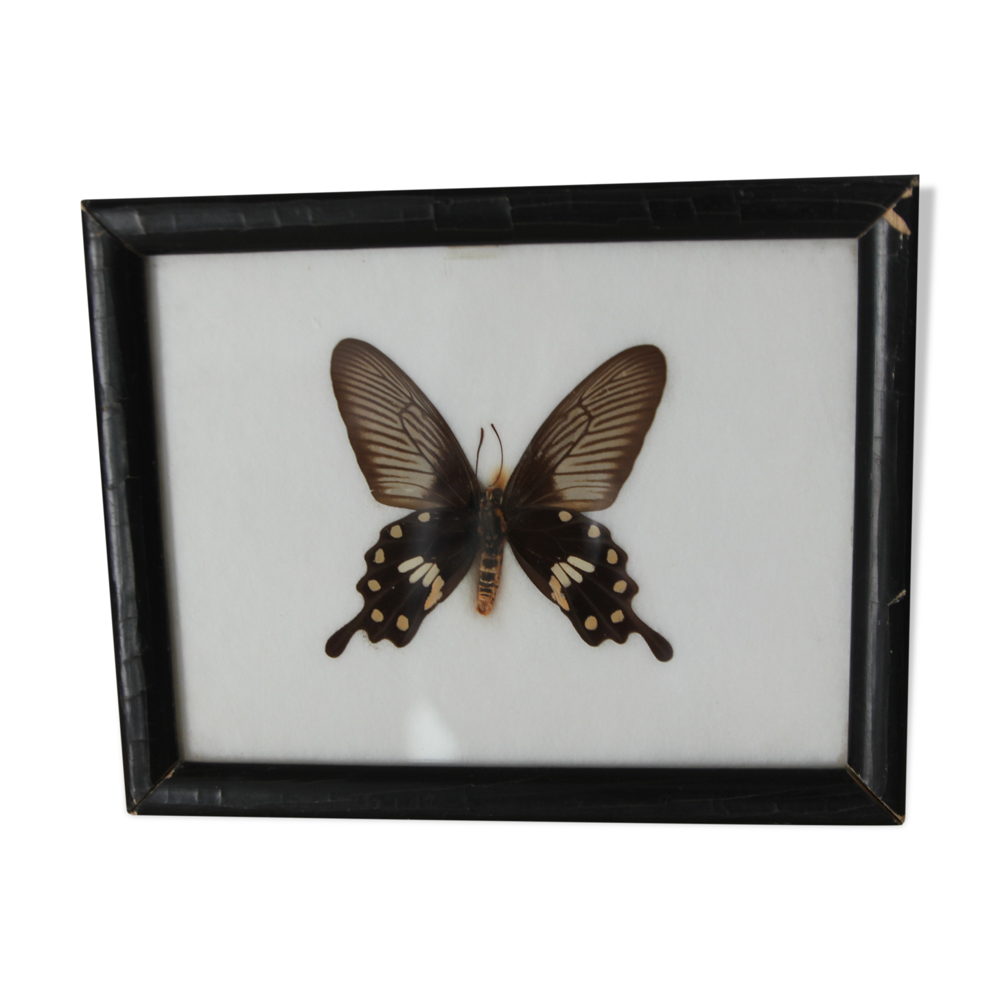 Butterfly frame