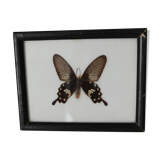 Butterfly frame