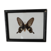 Butterfly frame