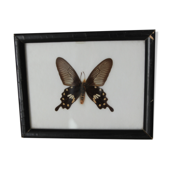 Butterfly frame