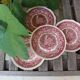 Lot de 4 assiettes à dessert anciennes en porcelaine anglaise "Mason's"