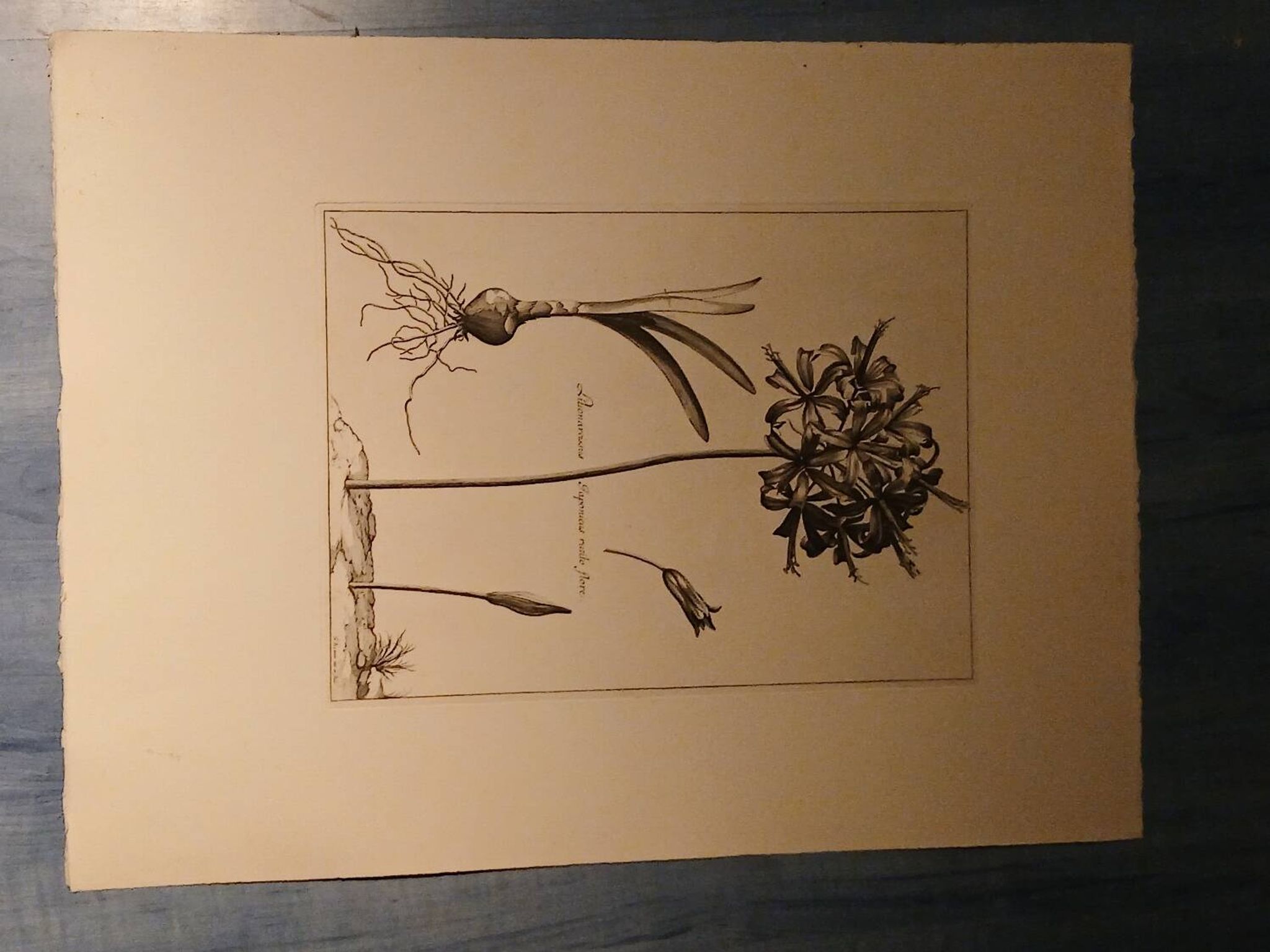Rare Engraving XVII - Nicolas Robert (Painter to the King) - The Amaryllis Royal