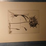 Rare Engraving XVII - Nicolas Robert (Painter to the King) - The Amaryllis Royal