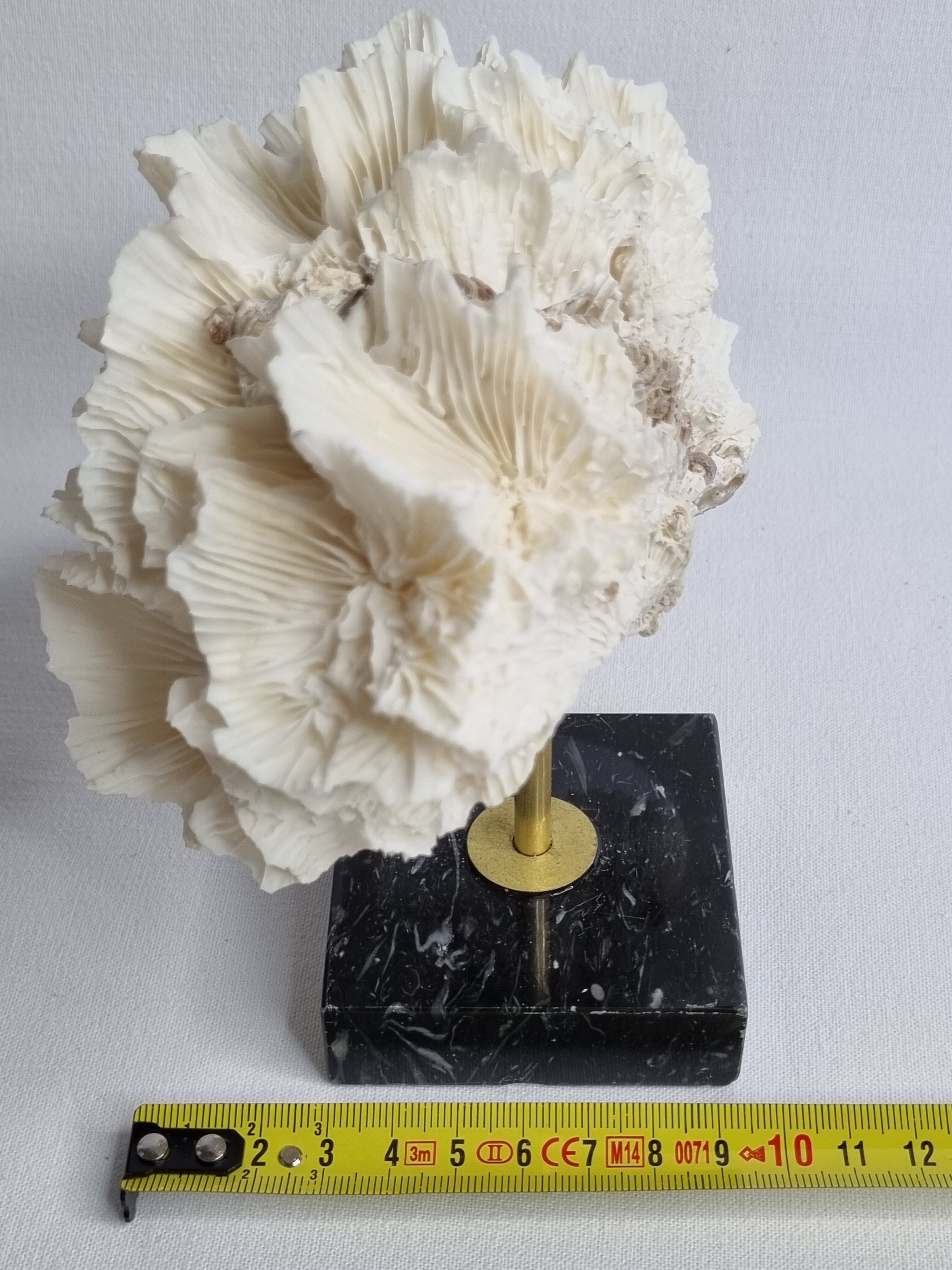 Old white coral on black veined marble base, 16 cm