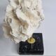 Old white coral on black veined marble base, 16 cm
