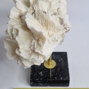 Old white coral on black veined marble base, 16 cm