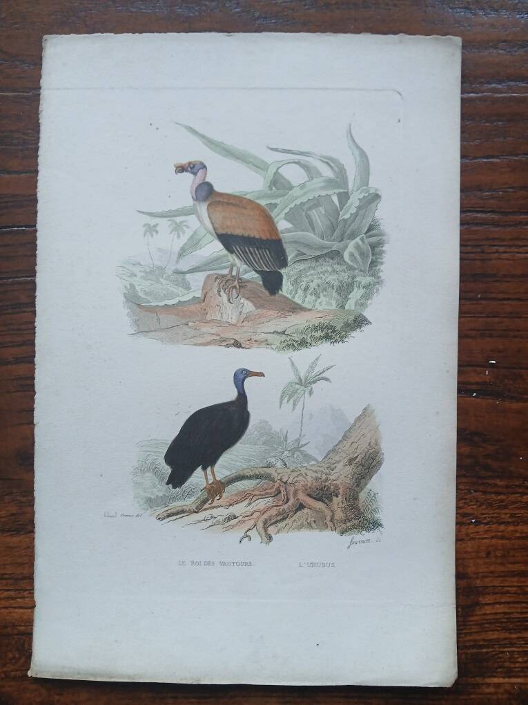 Poster - 19th century zoological engraving of birds - vulture - urubus