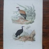 Poster - 19th century zoological engraving of birds - vulture - urubus