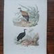 Poster - 19th century zoological engraving of birds - vulture - urubus