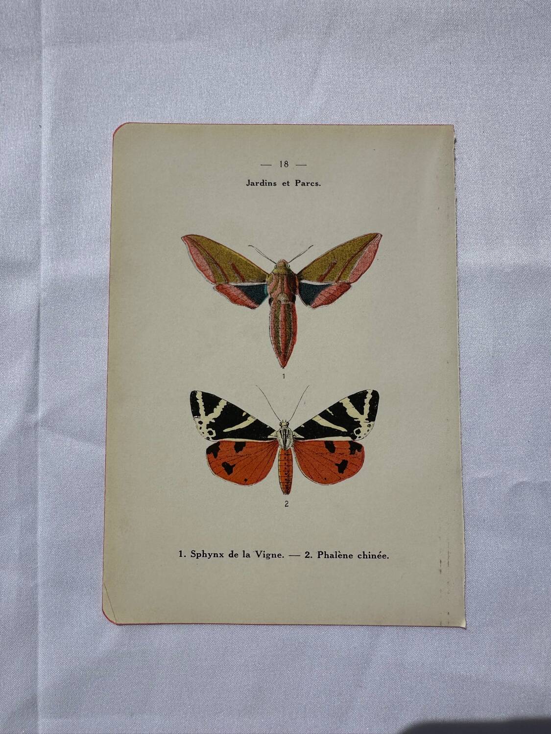 Botanical engraving plant France double-sided naturalist plate