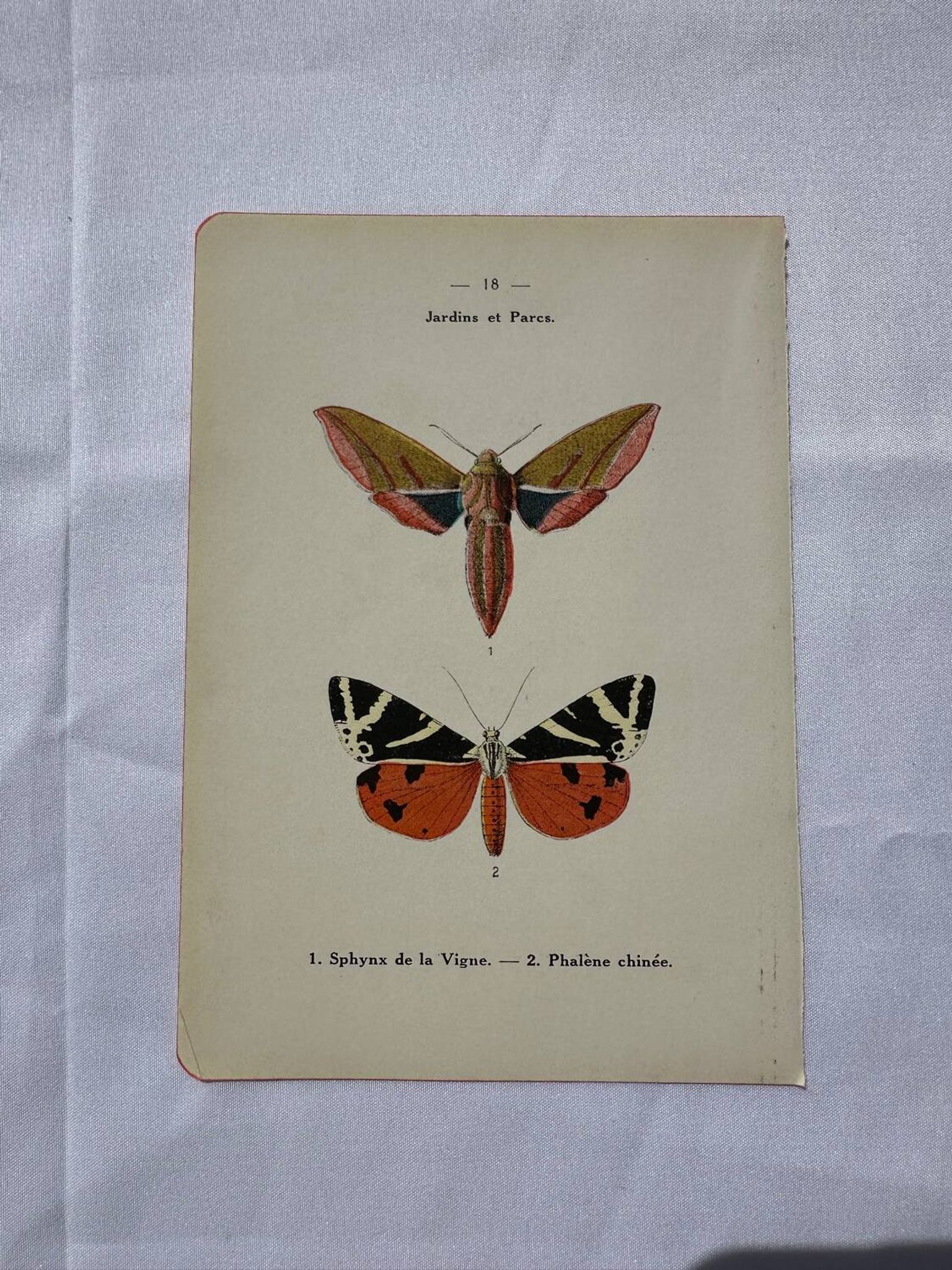 Gravure botanique plante France planche naturaliste double face