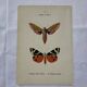 Botanical engraving plant France double-sided naturalist plate