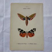 Gravure botanique plante France planche naturaliste double face