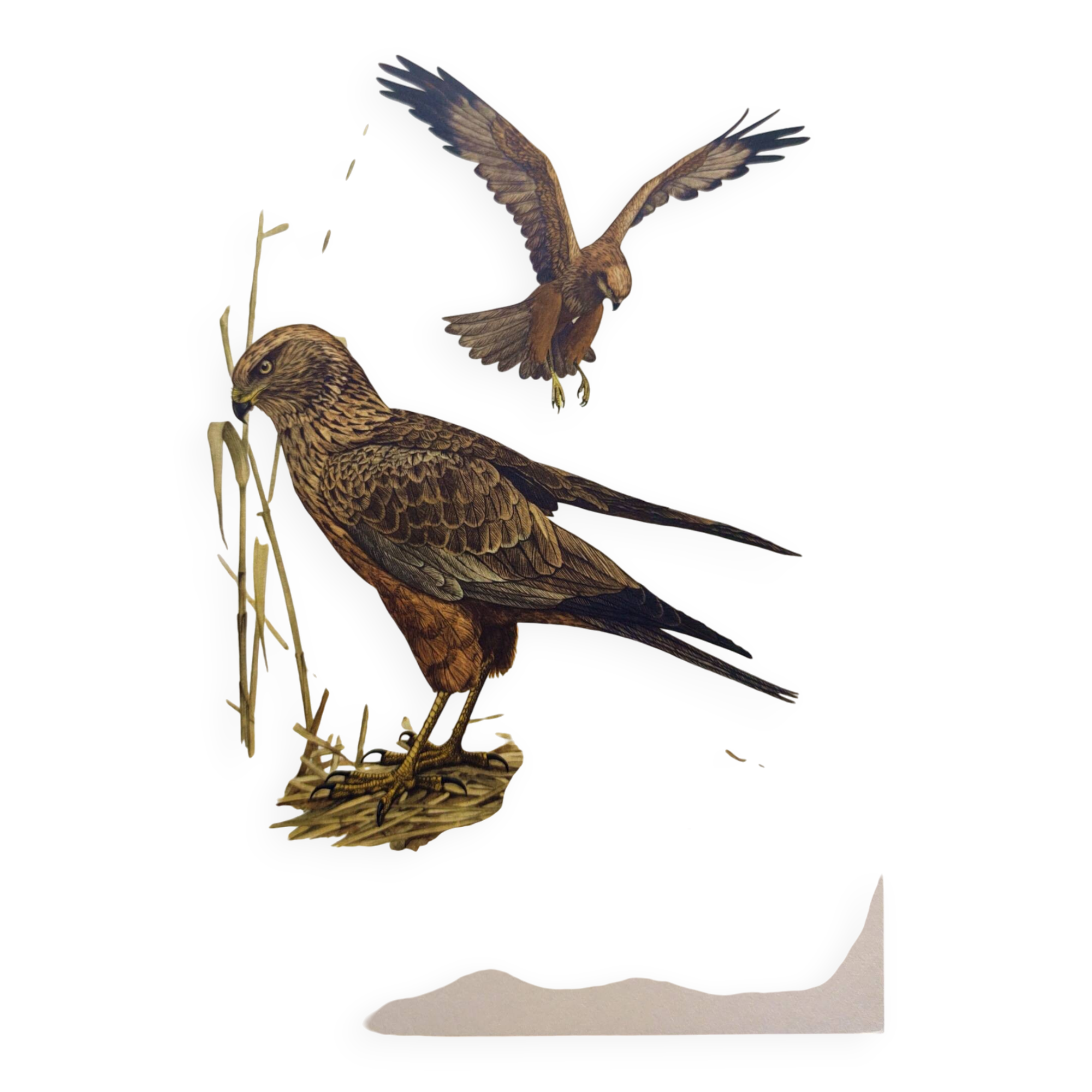 Old bird board 1960s - Marsh Harrier - animal image