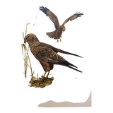Planche ancienne oiseaux Années 1960 - Busard des Roseaux - image animale