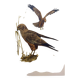 Old bird board 1960s - Marsh Harrier - animal image