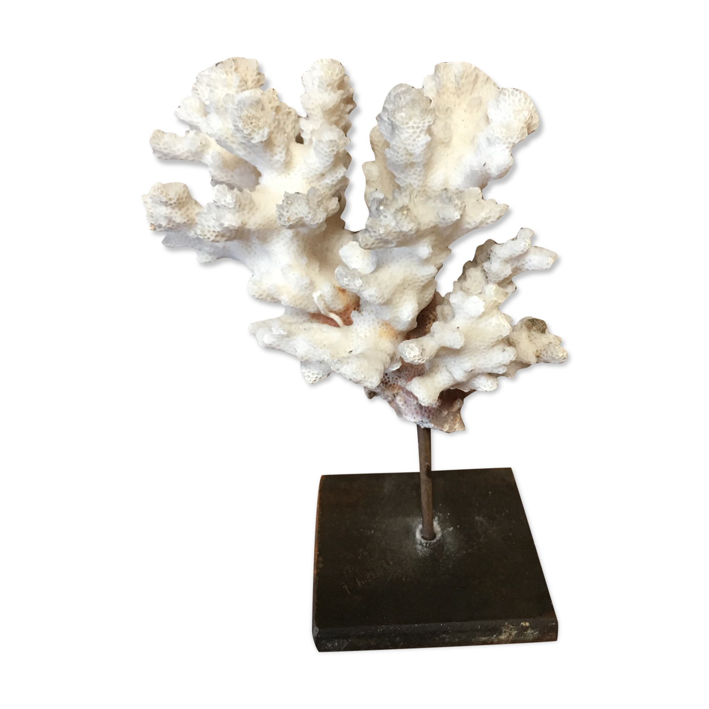 Coral on plinth